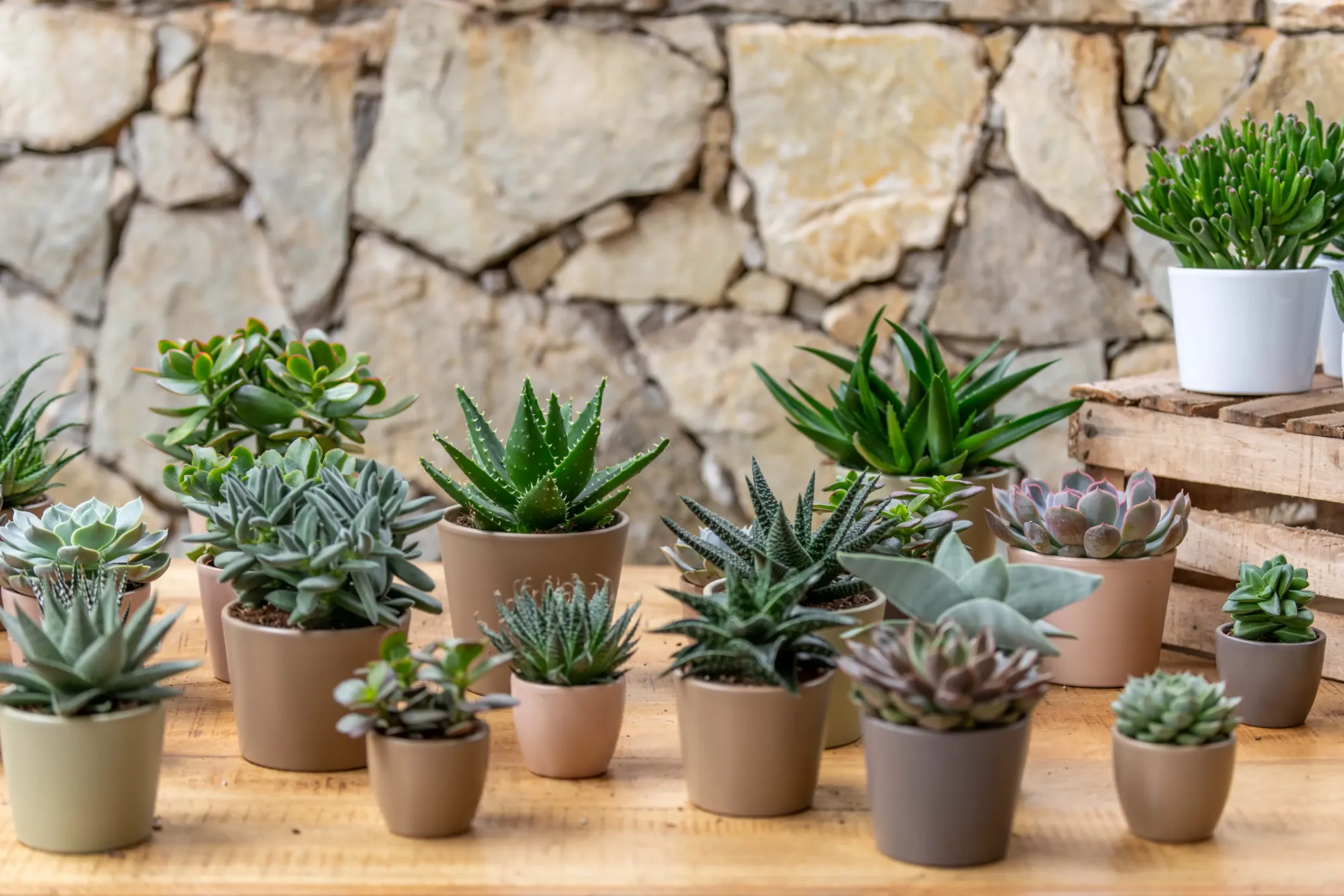Productfoto van vetplanten en cactussen in potten voor een stenen muur